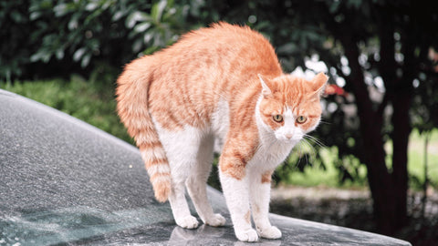 frightened ginger cat