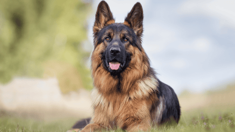 German Shepherd lying in the grass