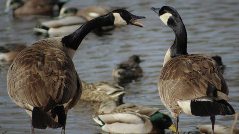 goose honking at other goose