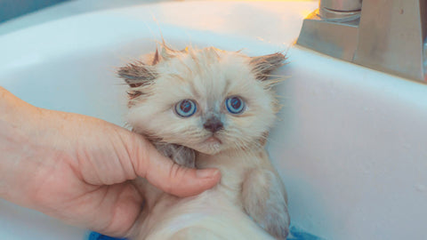 kitten having a bath