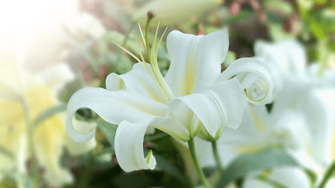 white lillies toxic to cats