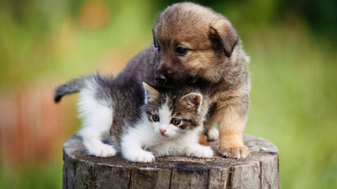 puppy and kitten on tree stump