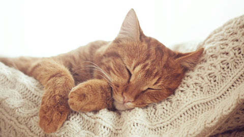 sleeping ginger cat on knitted cushion