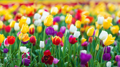 colourful tulips toxic to cats