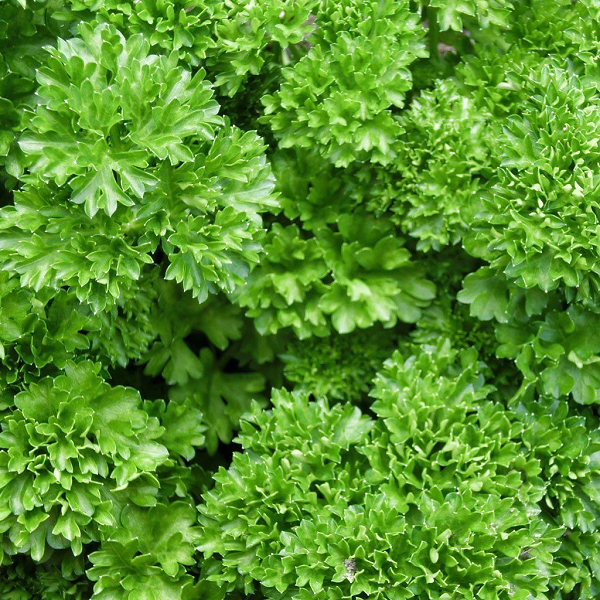 Organic Curly Parsley Seeds Parsley Seeds By Ecobee Seeds