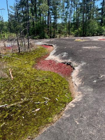 Arabia Mountain Georgia