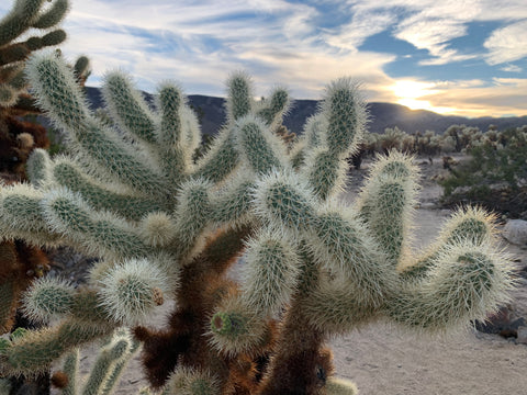 cholla cactus california