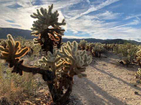 cholla cactus with sunlight shining through joshua tree national park california sunset