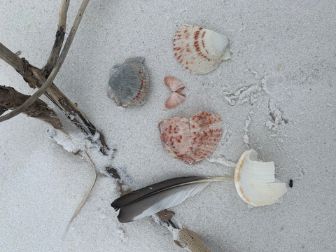 Watersound Florida beach seashells bird feather and stick