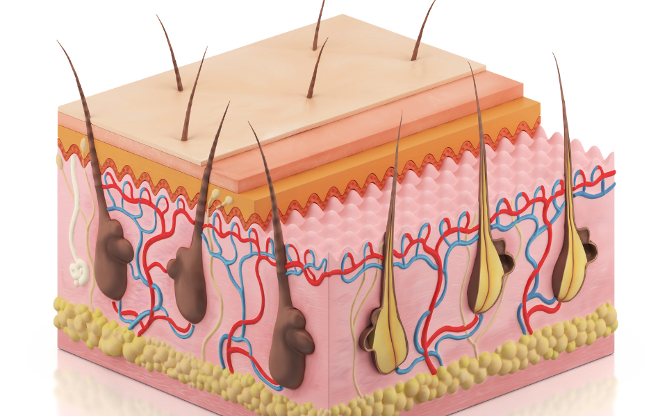 the science diagram of skin layers