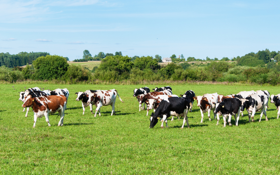 grass fed cows grazing in a field