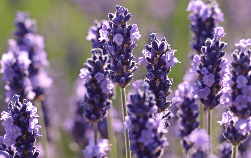 lavender essential oil from lavender flowers in field