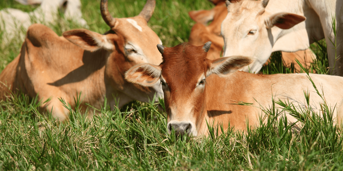 vacas comiendo hierba en el campo