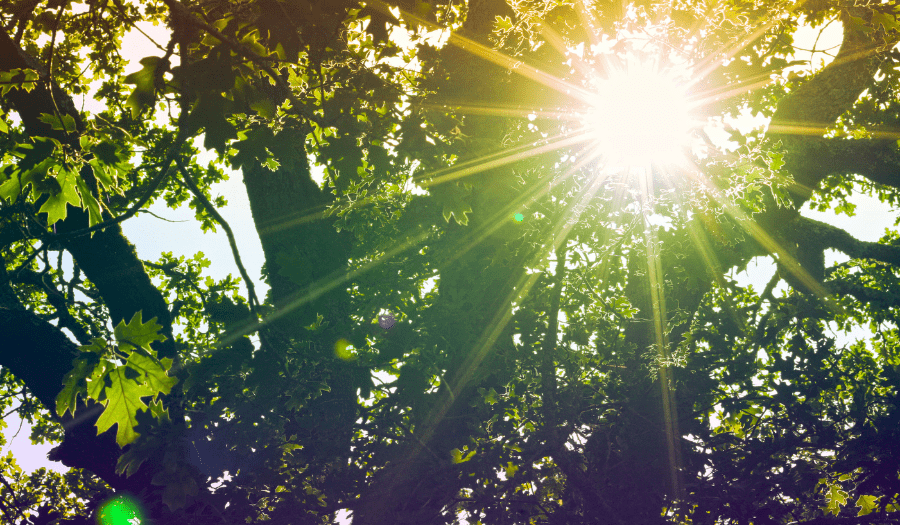 un rayo de sol en los árboles