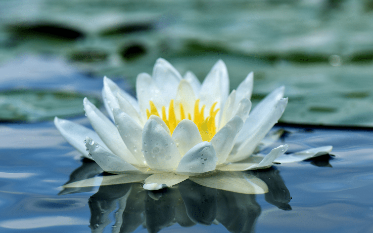 Blue Water Lily flower