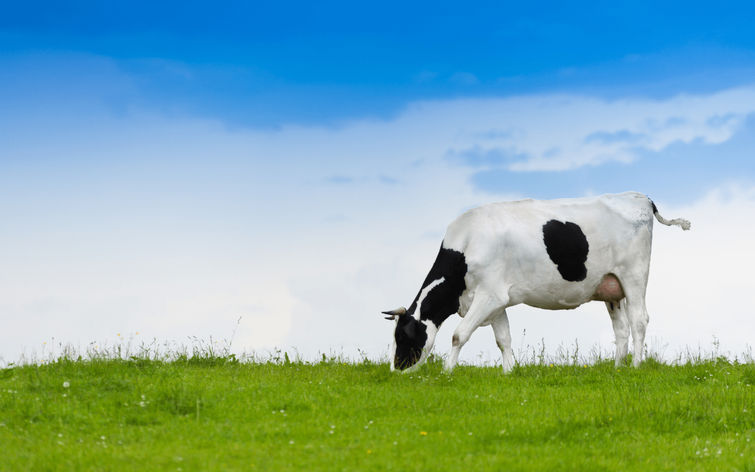 Vaca comiendo hierba
