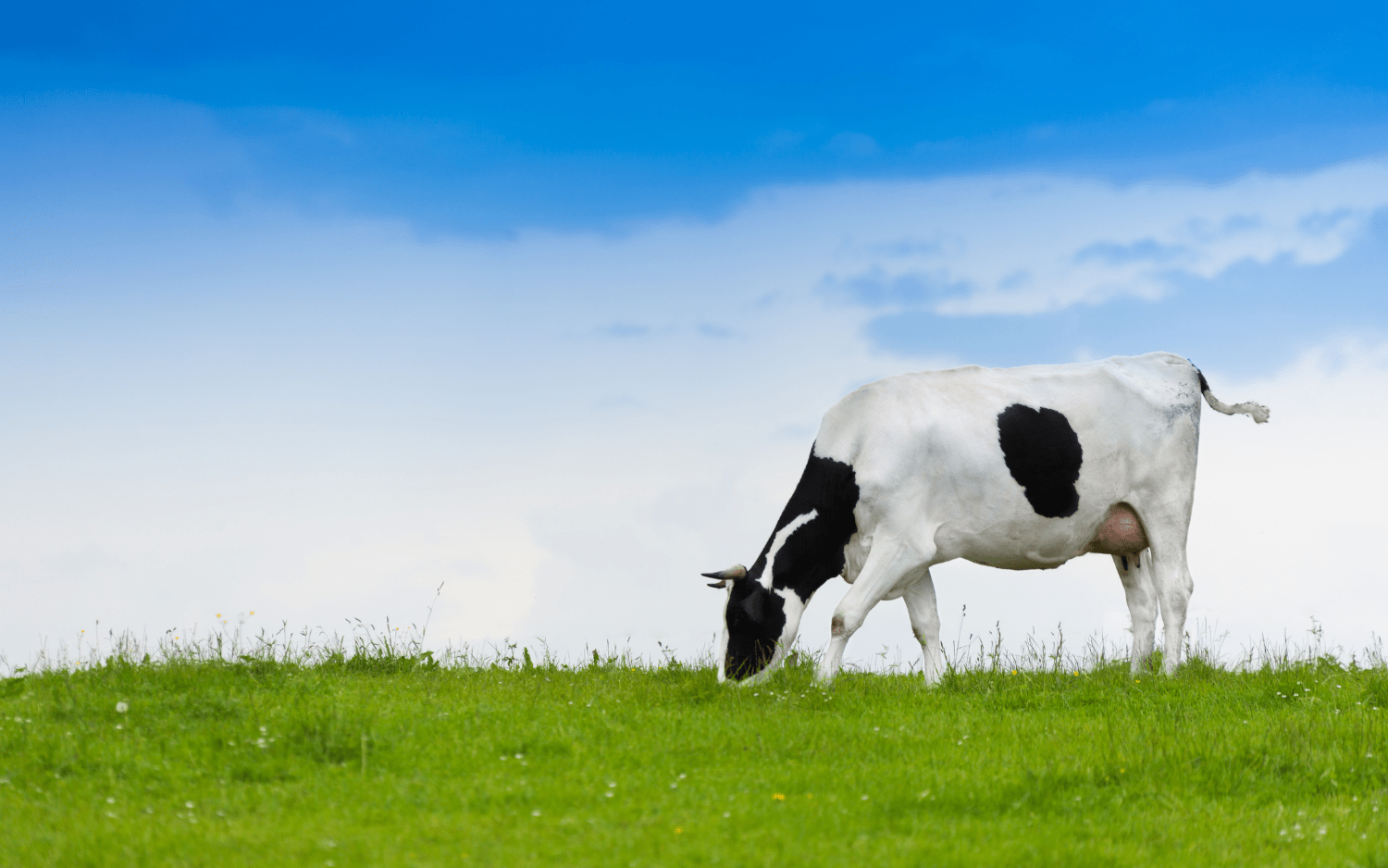 Cow eating grass