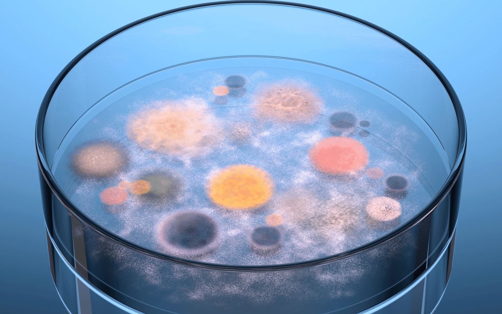 microbes in petri dish