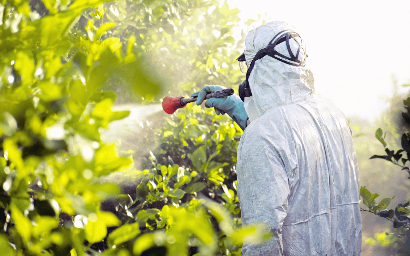 persona rociando frutas con pesticidas