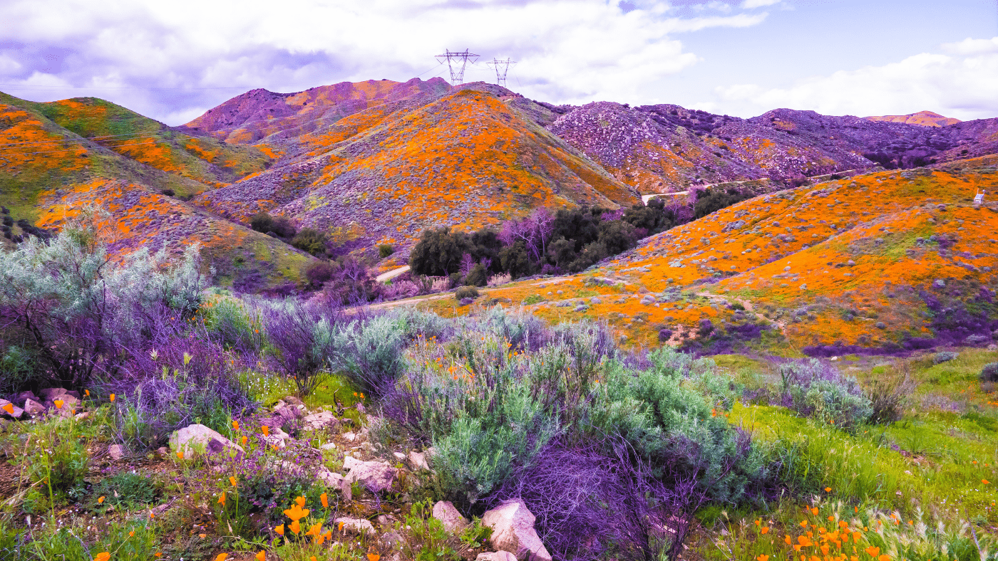 Campo de flores