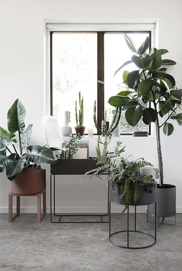 a large grouping of plants in front of a window