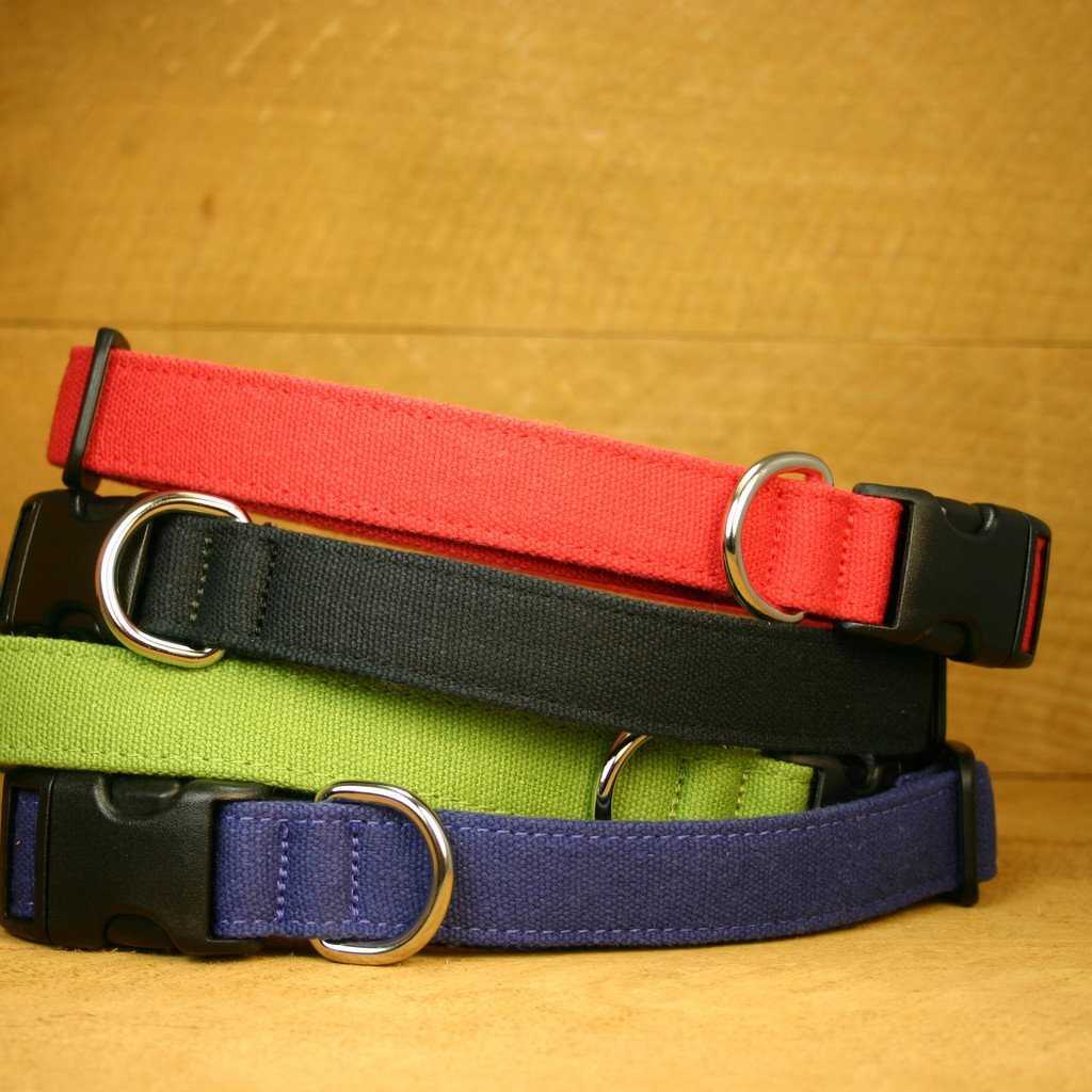 basic dog collar