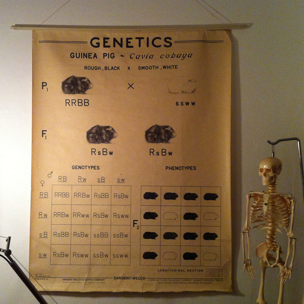 Genetics Poster