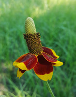 Mexican Hat Wildflower Seeds - bright red yellow #284