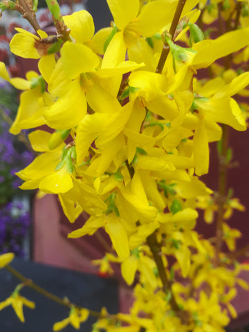 Forsythia, Spring flowers, Spring flowering shrub, yellow flower