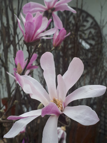 Magnolia, Magnolia stellata, Star Magnolia, Pink Magnolia, White Magnolia, Spring flower, white flower