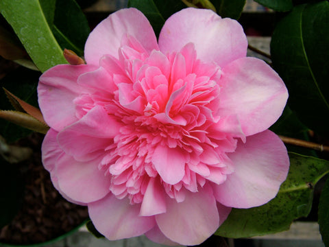 Camellia, PInk Camellia, Spring Flowers, Spring flowering shrub, ericaceous plants, pink flower