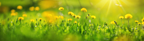 dandelions. plants for bees, pollinating plants, plants for pollinators, 