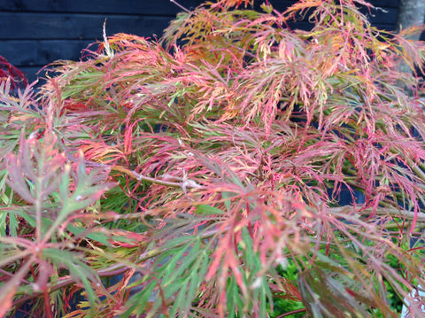 autumn colour on japanese maple