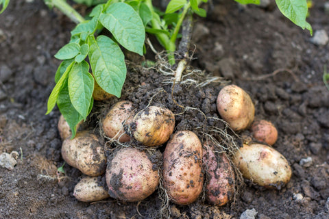 Seed Potatoes, First Earlies Seed Potatoes, Second Earlies Seed Potatoes, Maincrop Seed Potatoes, Blight Resistant Seed Potatoes