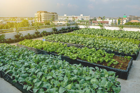 Raised Beds, Vegetable Beds, Allotment, Allotment growing, Timber raised beds, Kitchen garden, Edible plants, Roof garden, Green roof