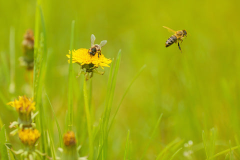 dandelion, plants for bees, plants for pollinators