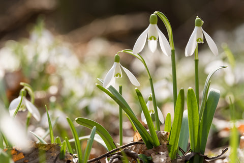 Snowdrops, Snowdrop flower, Galanthus nivalis