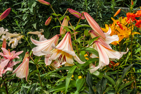 Regal Lily, Lilium regale, white lily, scented white lily, summer flowering lily