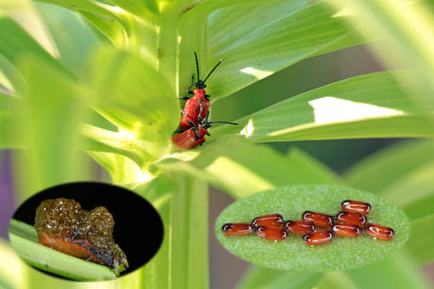 Lily Beetle, Red Beetle