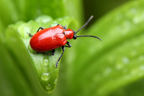 Lily Beetle, Red Beetle