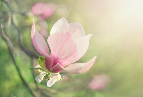 Magnolia, tulip shaped magnolia, Magnolia soulangiana, white magnolia, pink magnolia, spring flower, white flower, pink flower