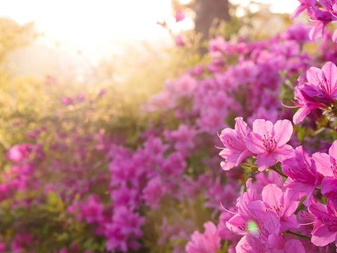 Azalea, Evergreen Azalea, Japanese Azalea, Pink Azalea, pink flower, spring flower