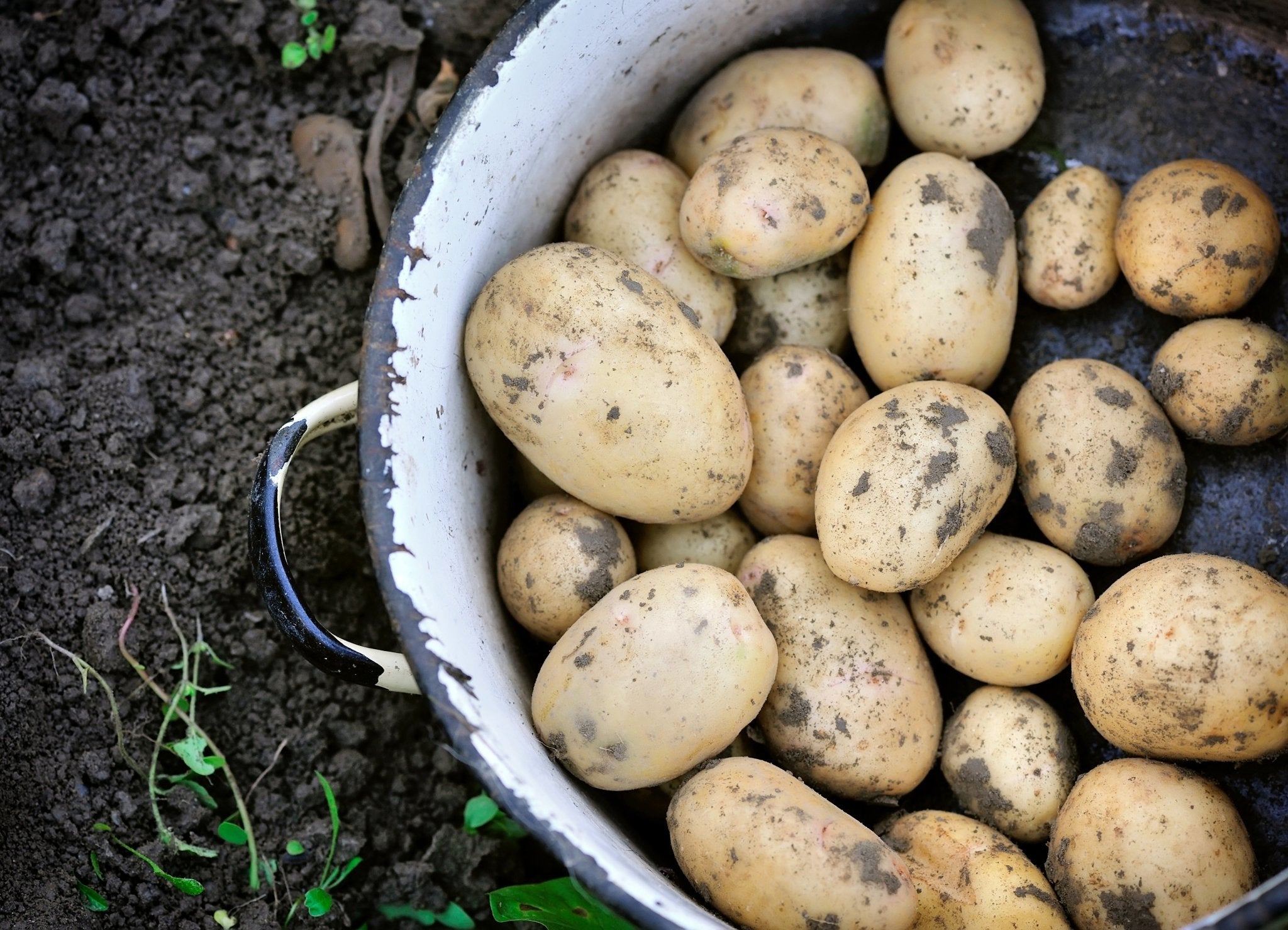 First Earlies Seed Potatoes