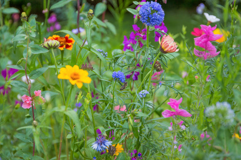 poppies, red poppy, corn poppy, wild poppy, wildflower meadow, wildflowers, plants for bees