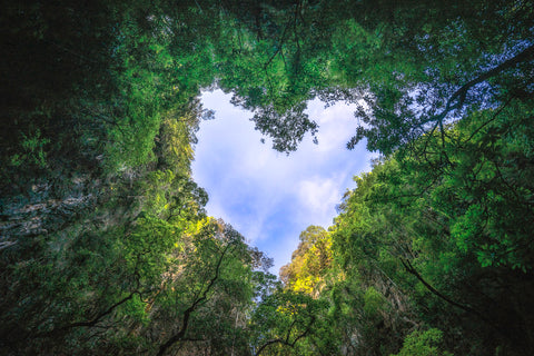 Looking up through a canopy of trees to the sky in a heart shape | San Rocco Italia