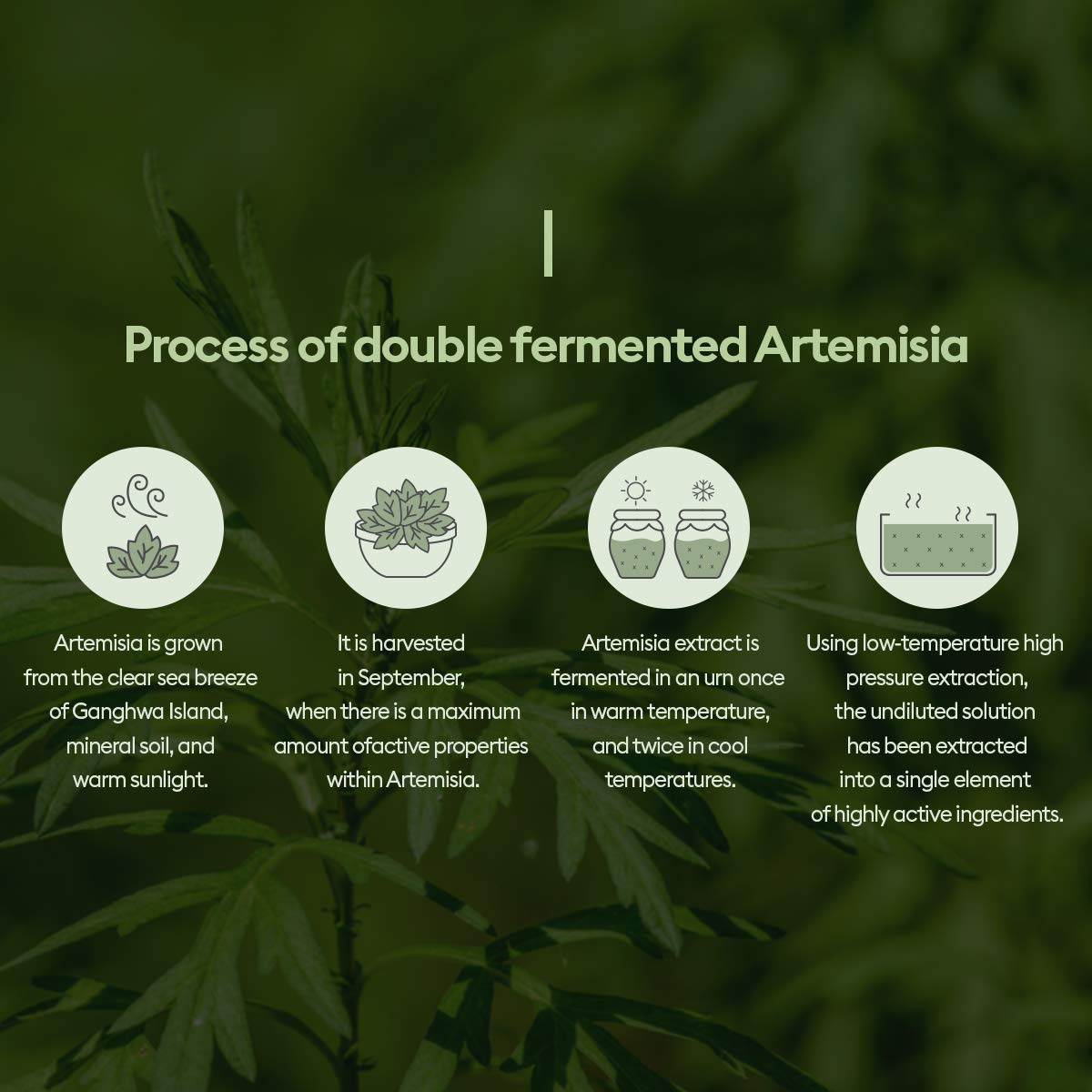 doppia fermentazione artemisia
