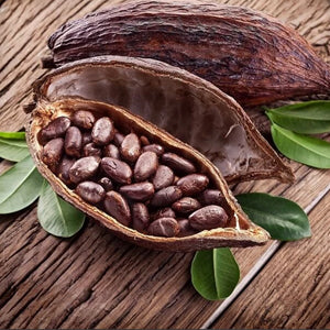 Estratto di semi di cacao