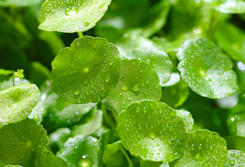 CENTELLA ASIATICA