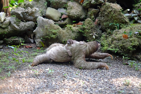 sleepezi sloth