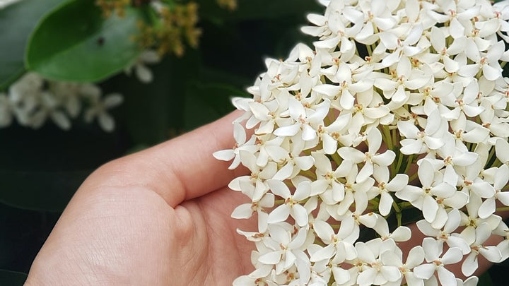 ジャスミン茶とはどんなお茶 香り高き花茶のあれこれ 煎茶堂東京オンライン